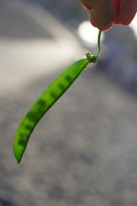 Close-up of hand holding leaf