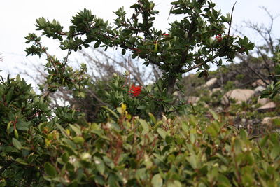 Close-up of red flowers