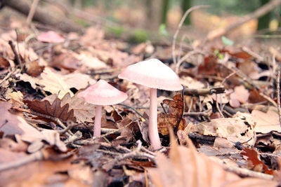 Close-up of mushrooms growing on field