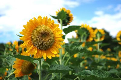 Close-up of sunflower blooming on field against sky
