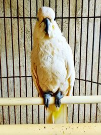 Close-up of a bird in cage