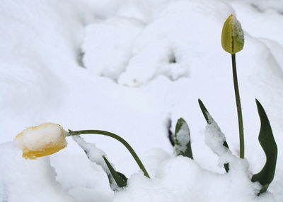 Close-up of snow covered plant