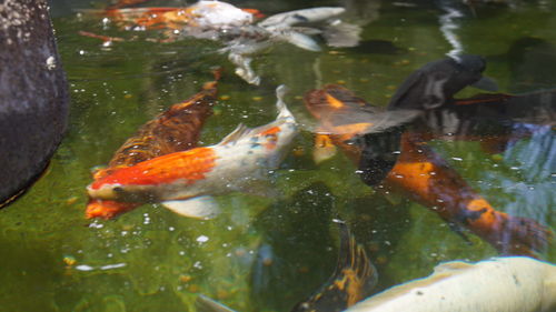 Close-up of koi fish in water