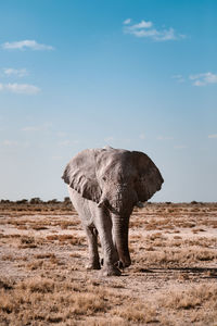 Wild elephant walking in savanna