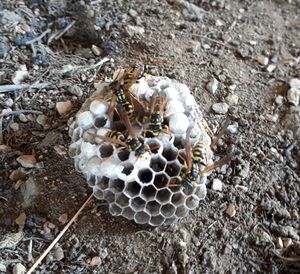 High angle view of bee on nest