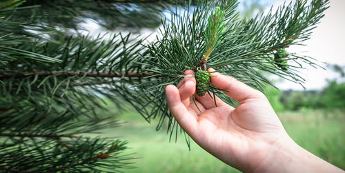 Cropped hand holding plant