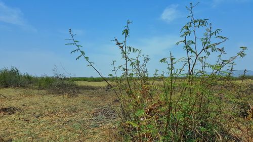 Scenic view of grassy field against sky