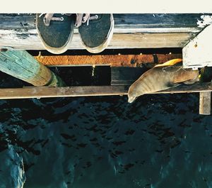 High angle view of fish in water