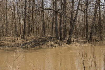Bare trees in forest