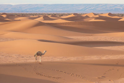 View of a desert