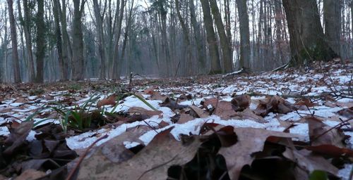 Trees in forest