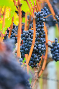 Close-up of grapes growing in vineyard