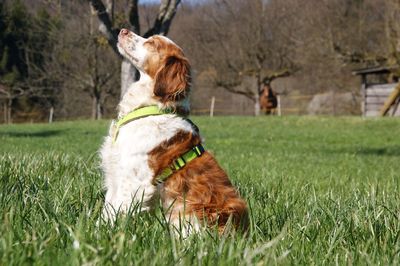 Dog sitting on grass in field