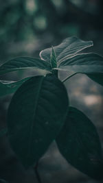 Close-up of leaves