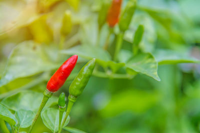 Close-up of red berries on leaf