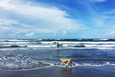 Dog standing on beach against sky