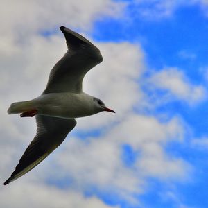 Low angle view of seagull flying in sky