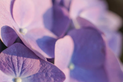 Close-up of purple flower blooming outdoors