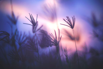 Close-up of silhouette plants against sky during sunset