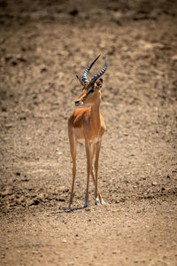 Male common impala stands on rocky slope