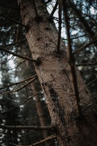 Low angle view of bare trees in forest