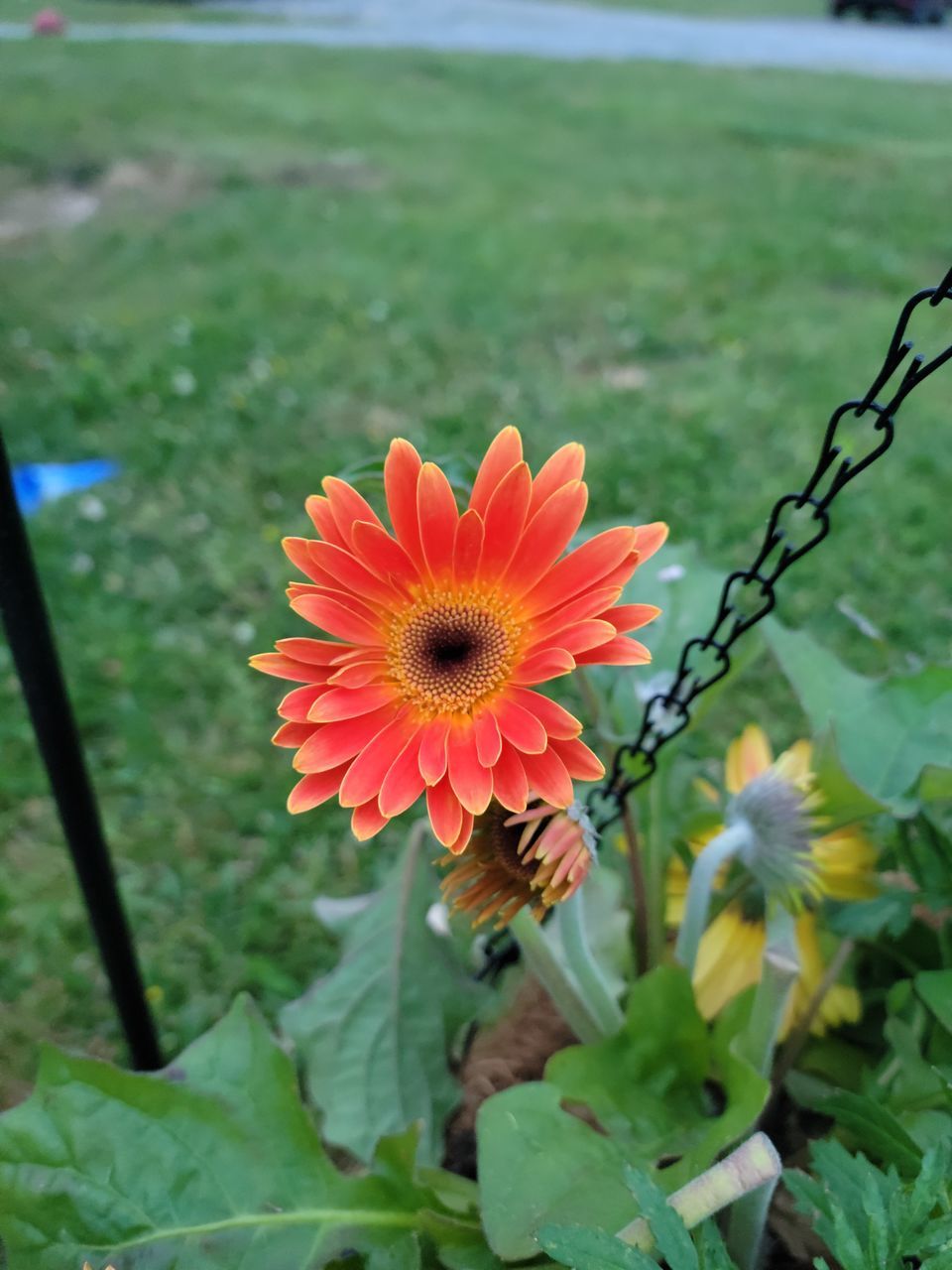 CLOSE-UP OF ORANGE DAHLIA FLOWER