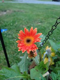 Close-up of orange flower