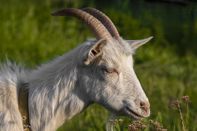 Goat on green summer meadow. side view.