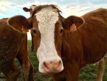 Portrait of cow on field