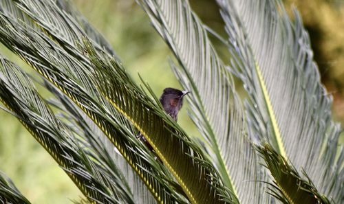 Close-up of bird perching on plant
