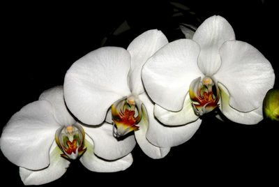 Close-up of white flower blooming against black background