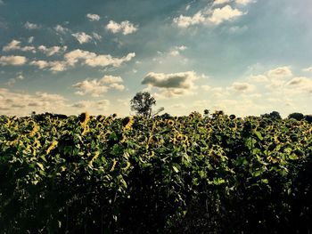 Fresh flowers in field against sky