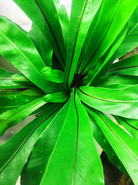 Full frame shot of green leaves