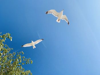 Low angle view of seagulls flying