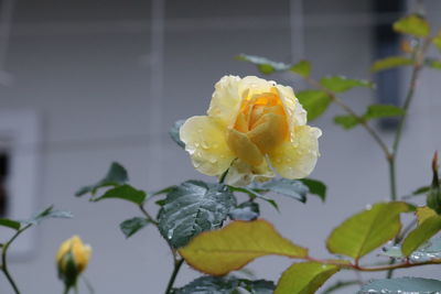 Close-up of rose plant