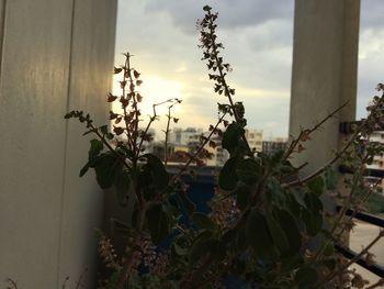 Plants against cloudy sky