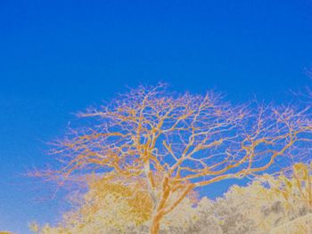 Low angle view of flowers against blue sky