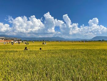 Scenic view of agricultural field against sky
