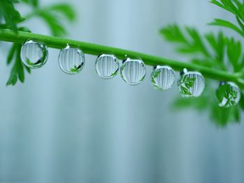 Close-up of water drops with reflection hanging on plant stem