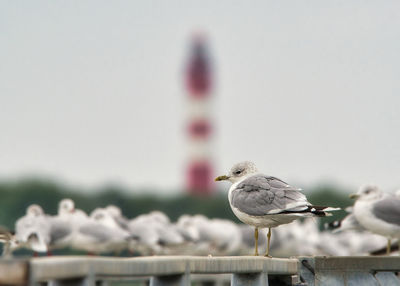 Close-up of seagulls perching on railing against sky