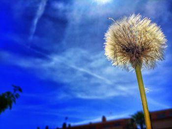 Close-up of thistle against blue sky