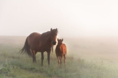 Foggy morning horses mother and son family horse