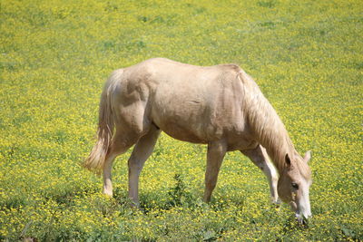 Side view of horse standing on field