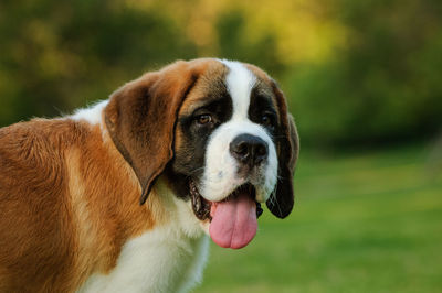 Close-up of saint bernard