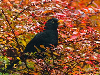 Bird perching on a tree