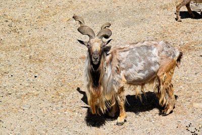 Giraffe standing outdoors