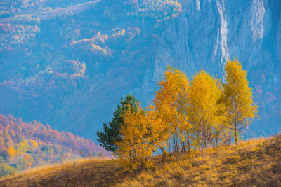 Trees in forest during autumn