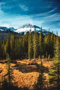 Scenic view of pine trees against sky