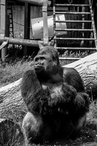 Monkey sitting in cage at zoo