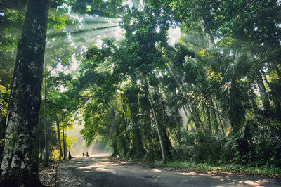 Road amidst trees in forest